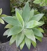 Agave attenuata
