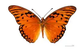 D. vanillae, vista superior.