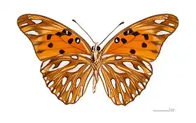 D. vanillae, vista inferior.