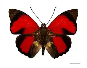 Vista superior do macho de Prepona claudina (ex Agrias claudina), cujo tipo nomenclatural fora coletado no Brasil. Observe os tufos de androcônia.