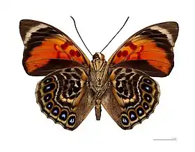 Prepona claudina