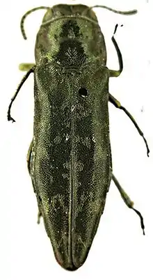 Lectótipo de Agrilus celebicola.