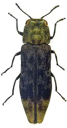 Holótipo de Agrilus diversornatus