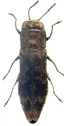 Agrilus horniellus