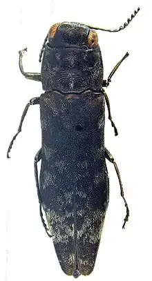 Holótipo de Agrilus mucidus.