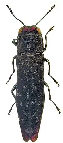 Holótipo de Agrilus pseudoambiguus.