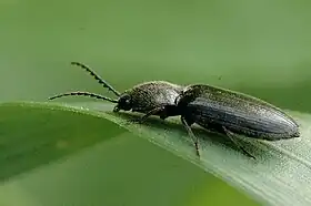 Agriotes gallicus