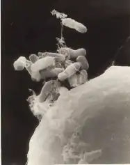 Agrobacterium tumefaciens da ordem Rhizobiales