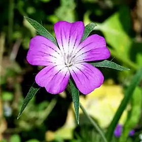 Agrostemma githago