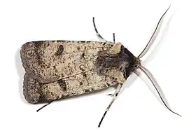 Agrotis porphyricollis