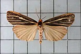 Agylla pulchristriata