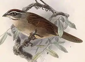 ilustração de J. G. Keulemans para Biologia Centrali-Americana (1879–1904)