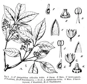 Ilustração taxonômica de Aistopetalum viticoides