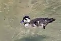 Um filhote de pato-carolino.