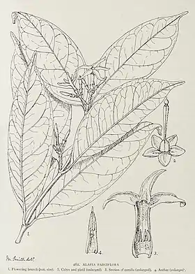 Alafia parciflora