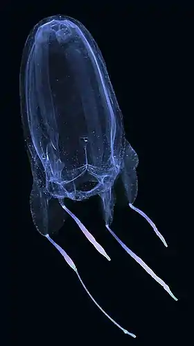 Alatina alata, fêmeaBonaire, Netherlands