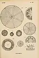 Diatomáceas marinhas (ilustração de Ernst Haeckel, 1825).