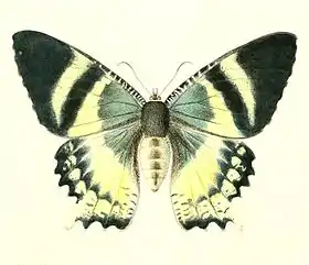 A. orontes, vista superior, em gravura retirada do livro Neue Schmetterlinge der Insekten-Sammlung des Königl. Zoologischen Musei der Universität zu Berlin, de Friedrich Klug, publicado em 1856. A mesma gravura possui ilustração de A. metaurus