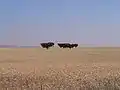 Campos de trigo no Baixo Alentejo