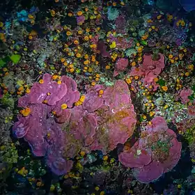 Lithophyllum stictaeforme