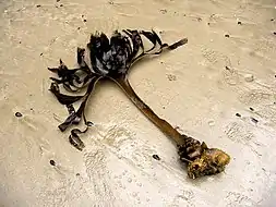 Saccorhiza polyschides