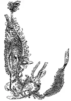 Ilustração de Egregia menziesii.