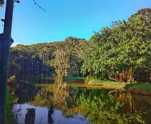 Imagem do Parque Municipal de Maceió, com um lago (em primeiro plano) rodeado de árvores (ao fundo).