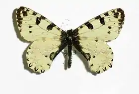 Allancastria cretica