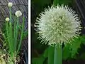 Allium cepa (inflorescência de cebola).