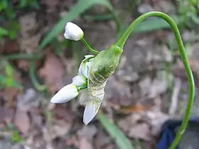 Inflorescência, envolta em bráctea, de alho-rosado