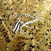 Allogalathea elegans