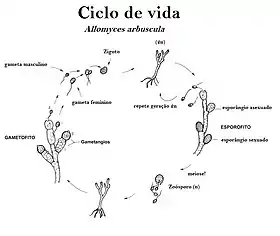 Ciclo de vida de Allomyces