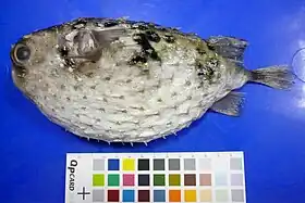 Allomycterus pilatus