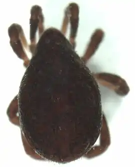Allothyridae sp.
