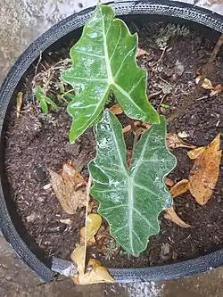 Alocasia sanderiana.
