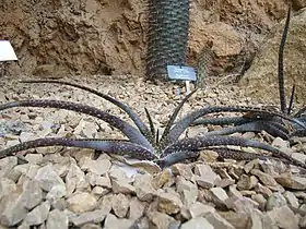 Aloe compressa var. rugosquamosa