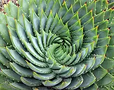 Filotaxia de Aloe polyphylla