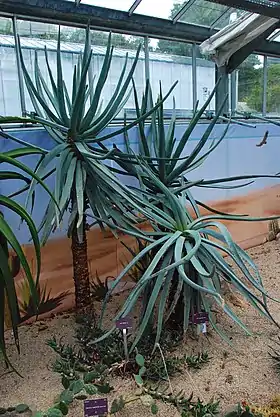 Aloe suzannae - Conservatoire botanique national, Brest (Francia)