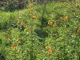 Alonsoa meridionalis