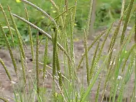 Alopecurus myosuroides