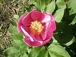 Paeonia broteri, a rosa-albardeira.