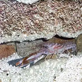 Alpheus distinguendus