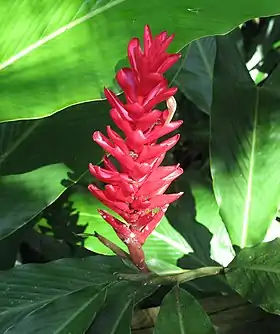 Alpinia purpurata