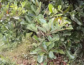 Alseodaphne semecarpifolia