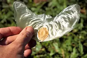 A característica "semente voadora" da Zanonia