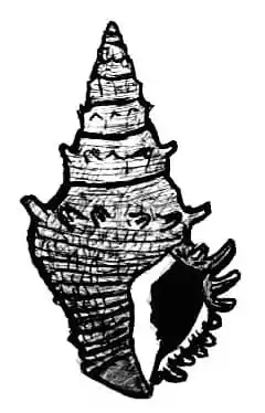 Desenho da concha de A. flindersi.
