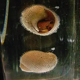 Dois espécimes de A. hessleri