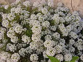 Lobularia maritima