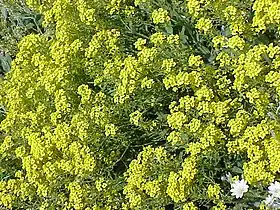 Alyssum saxatile