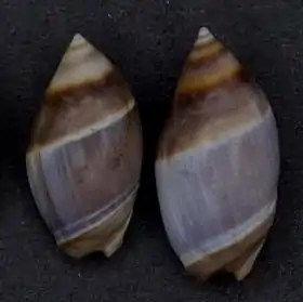 Duas conchas, expostas no Museu de História Natural de Leiden, de Amalda australis (G.B. Sowerby I, 1830), coletadas na Nova Zelândia.